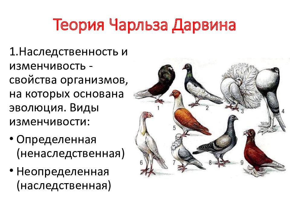 Описание эволюционного развития организмов метод. Наследственная изменчивость свойства организма. Определённая изменчивость. Определенная изменчивость по Дарвину.