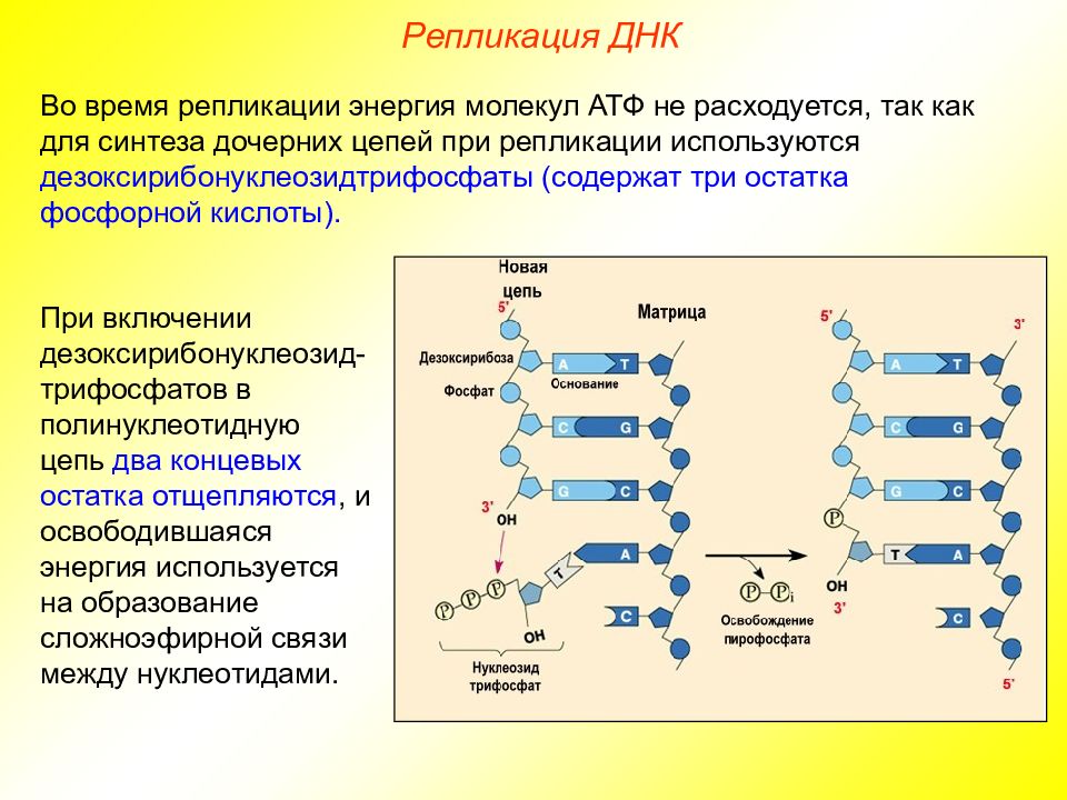 Презентация репликация днк 10 класс профильный уровень