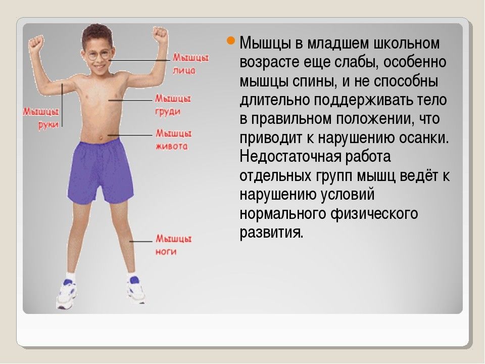 Сколько лет мальчику тому. Костно мышечная система у детей младшего школьного возраста. Мышцы ребенка. Особенности развития мышц у детей. Мышечная система развивается у детей в возрасте.