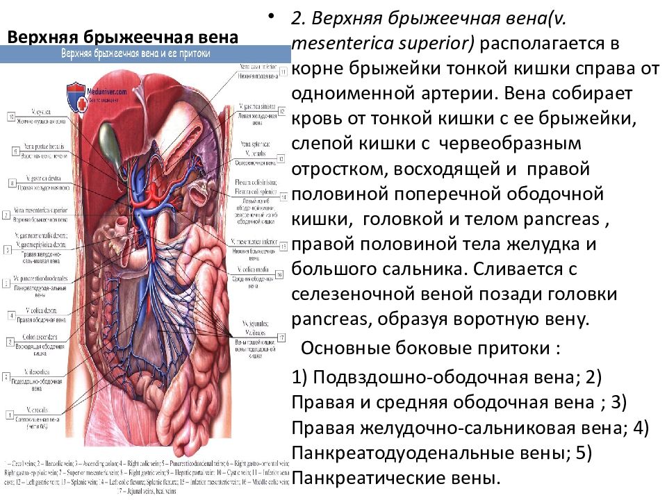 Презентация воротная вена