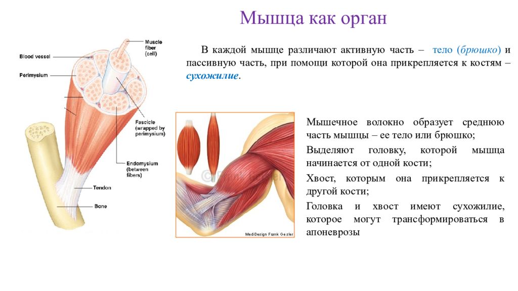 Функция каждой мышцы. Общая анатомия мышц. Вспомогательный аппарат мышц. Вспомогательный аппарат мышц анатомия. Структура мышечного аппарата.