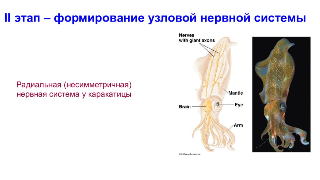 Имеет разбросанно узловую нервную. Нервная система каракатицы. Узловая нервная система. Онтогенез нервной системы. Филогенез и онтогенез нервной системы.