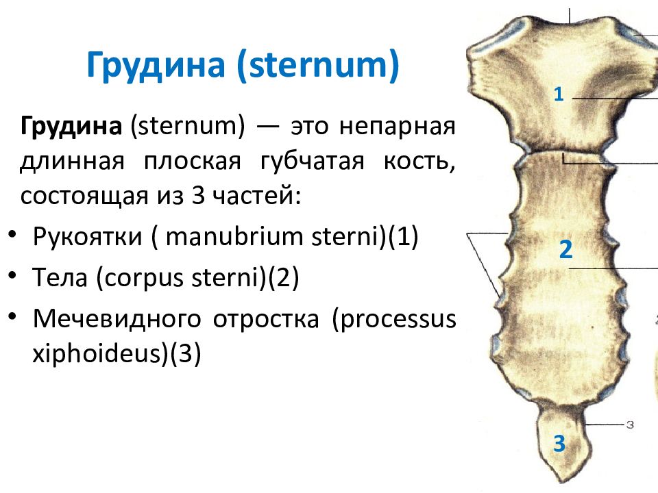 Грудина анатомия рисунок