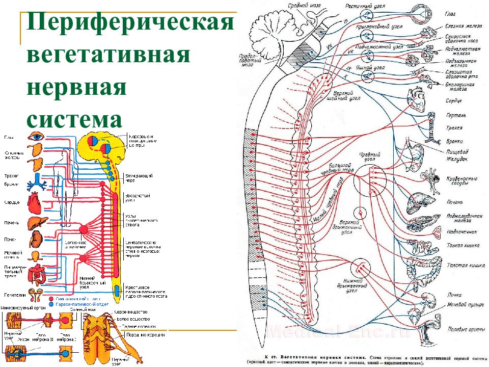 Отделы нервной системы рисунок