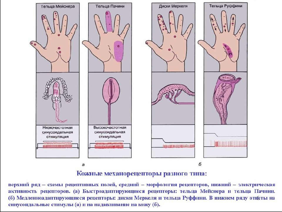 Тельце мейснера рисунок