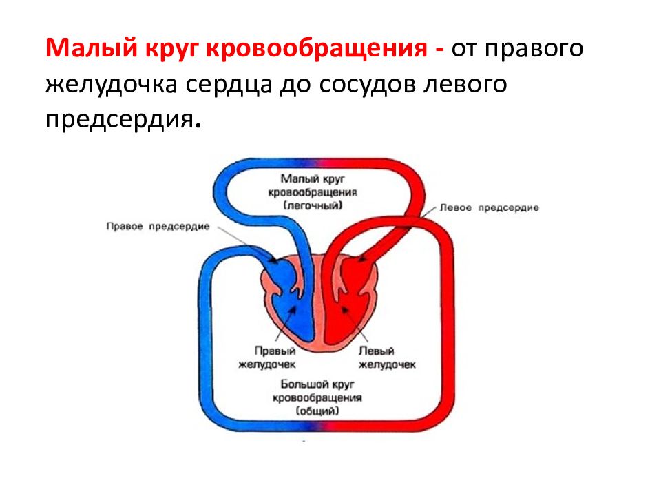 К малому кругу кровообращения относятся