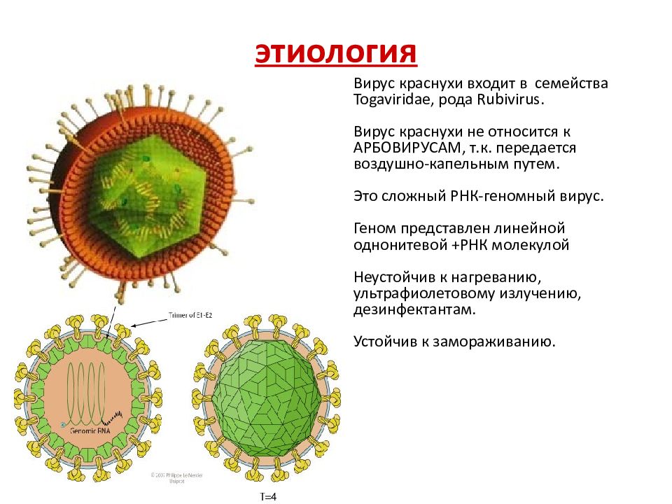 Вирус краснухи картинка