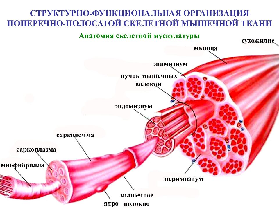 Скелетная мышечная ткань рисунок