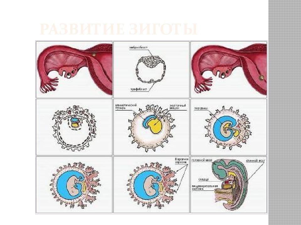 Развитие зародыша после оплодотворения. Оплодотворение и развитие зародыша. Протокол развития эмбрионов. Схема развития эмбриона. Стадии развития эмбриона учебник биологии.