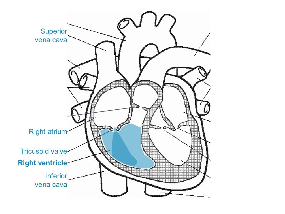 Правое предсердие рисунок. Vena Cava Superior анатомия. Атриовентрикулярный клапан.