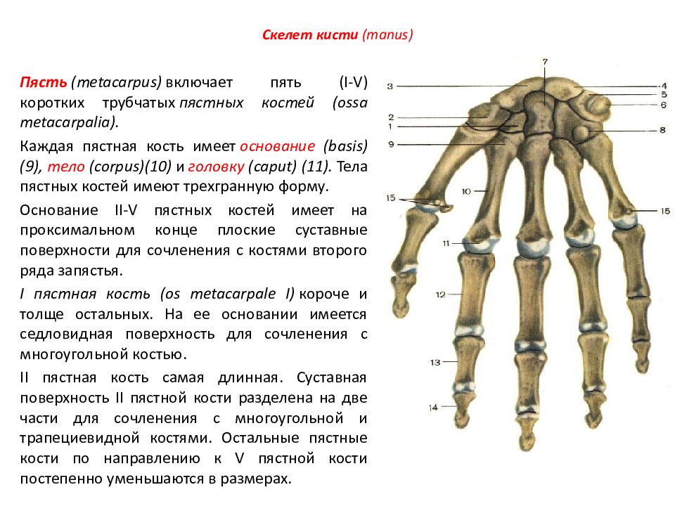 Кости верхнего скелета