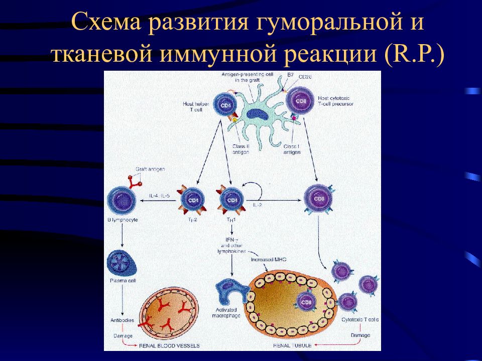 Иммунная реакция. Иммунологические реакции патанатомия. Иммунная реакция схема. Схема реакции гуморального иммунитета. Схема формирования гуморального иммунитета.