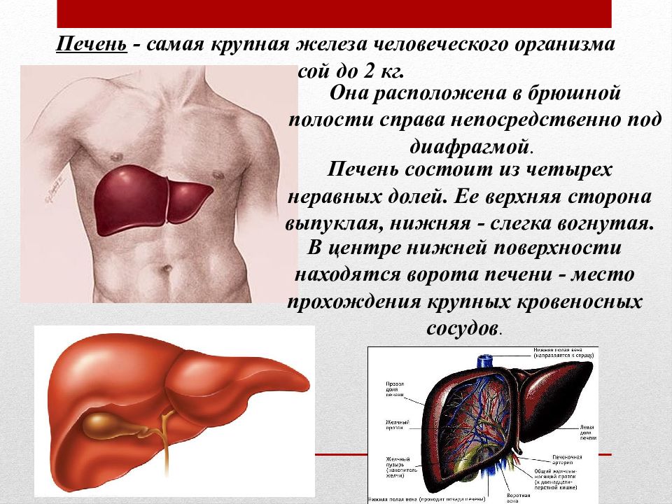 Печень презентация 8 класс