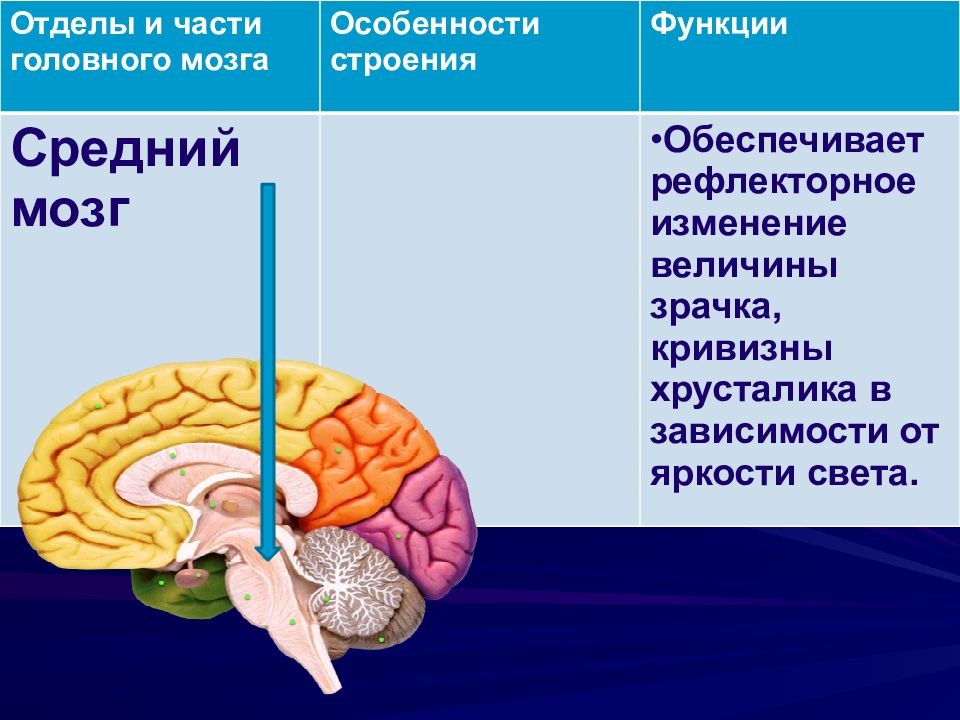 Строение и функции головного мозга презентация