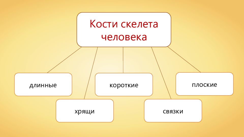 Презентация костная система человека