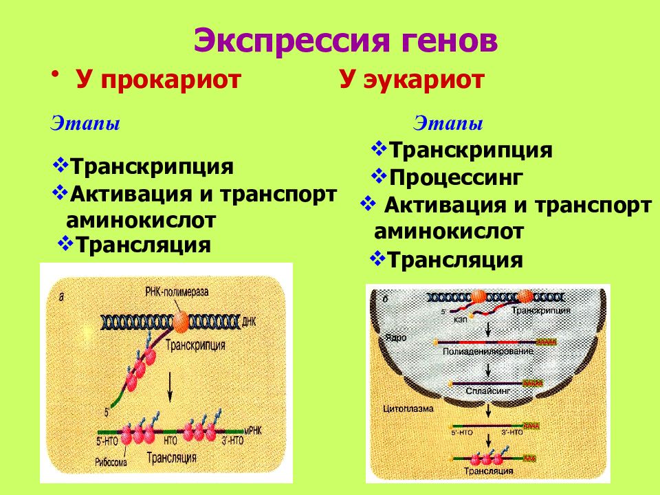 Геном прокариот и эукариот. Регуляция экспрессии генов у эукариот. Этапы экспрессии генов у прокариот. Регуляция активности генов прокариот и эукариот таблица. Механизмы регуляции экспрессии генов у эукариот.