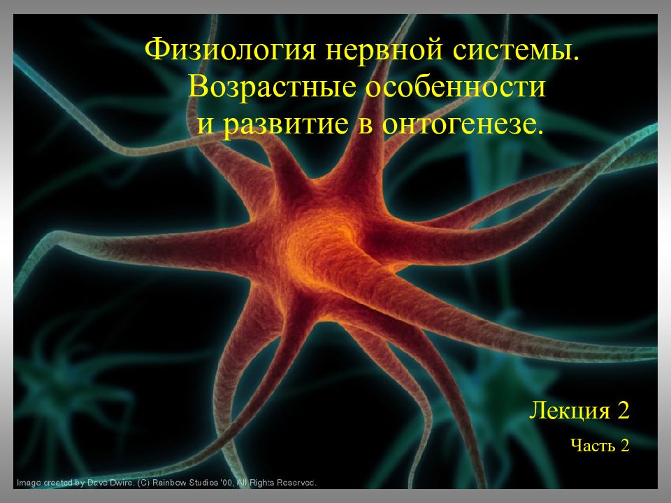 Физиология нервной системы. Возрастные особенности и развитие в