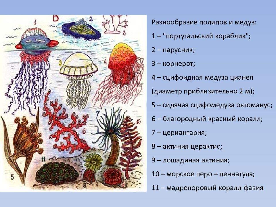 Какие животные кишечнополостные. Кораллы полипы Кишечнополостные. Сцифоидные и коралловые полипы. Систематика сцифоидных медуз. Класс коралловые полипы биология.