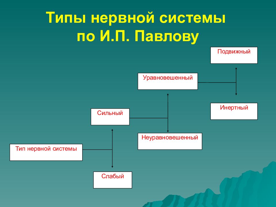 Нервный тип. Типы нервной системы. Типология нервной системы. Основные типы нервной системы человека. Типы нервной системы по Павлову.