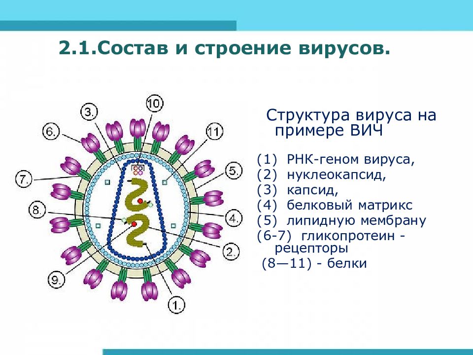 Белковый капсид вируса на рисунке