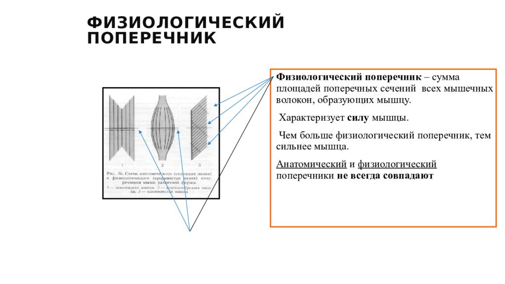 Поперечник. Анатомический и физиологический поперечник мышц. Физиологическое поперечное сечение мышцы это. Анатомический поперечник мышцы это. Физиологический поперечник мышцы это.