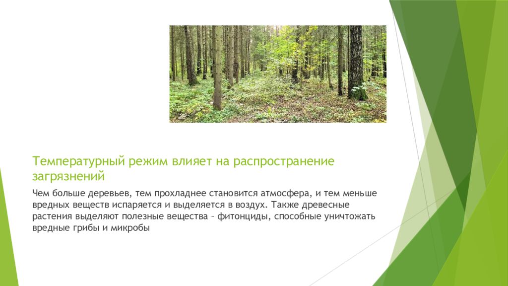 Как тепловой режим влияет на жизнь растений. Деревья очищают воздух. Какое дерево лучше всего очищает воздух.