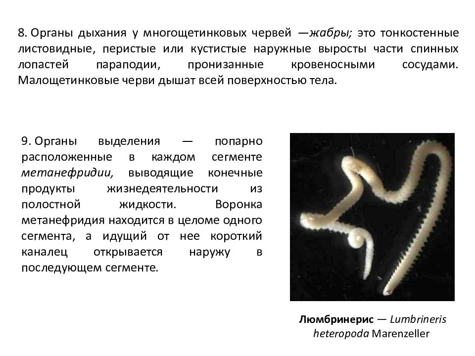 Листовидная форма червей. Дыхательная система многощетинковых червей. Многощетинковые черви дыхание. Многощетинковые черви органы дыхания. Беспозвоночные круглые черви.