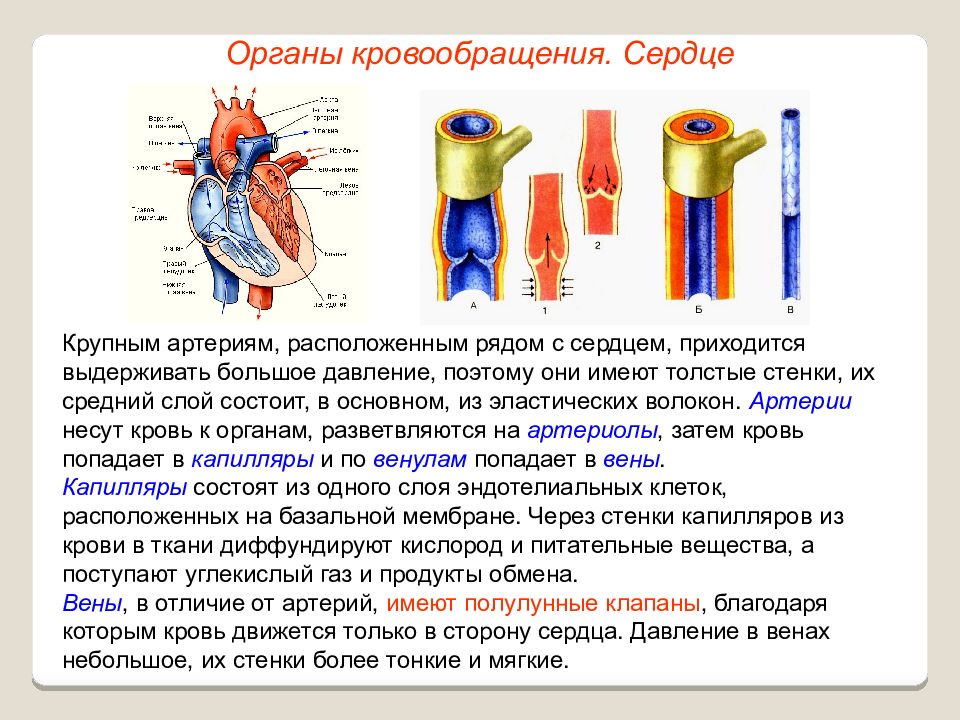 Стенка вен более тонкая схема