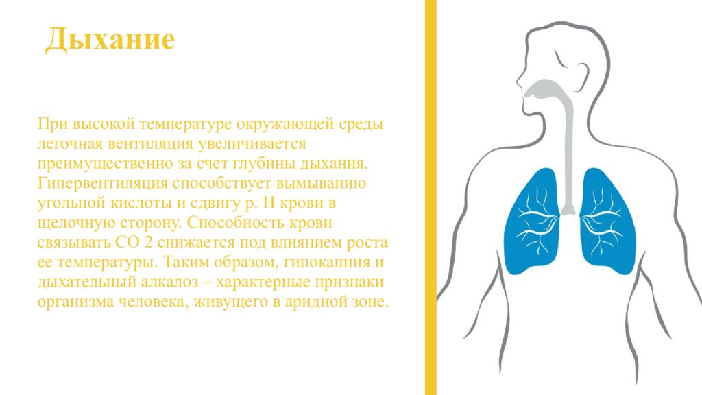 Глубина дыхания. Поверхностная глубина дыхания. Глубина дыхания в норме. Адаптация дыхания человека.