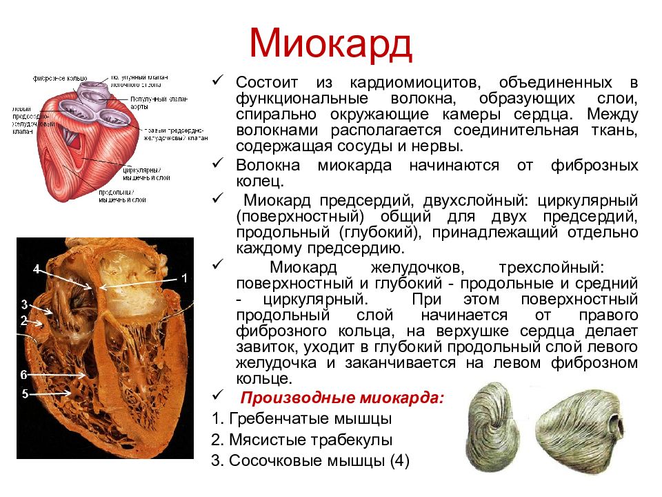 Миокард сердца. Строение миокарда. Строение миокарда предсердий. Строение миокарда анатомия. Строение миокарда желудочков.