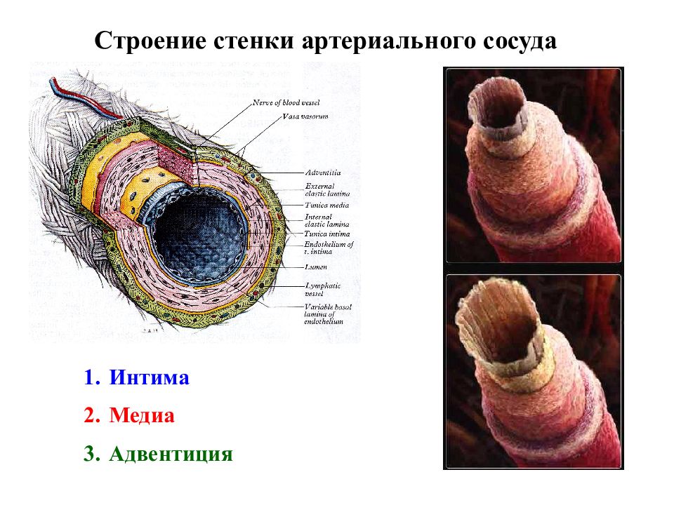 Особенности строения стенок артерий