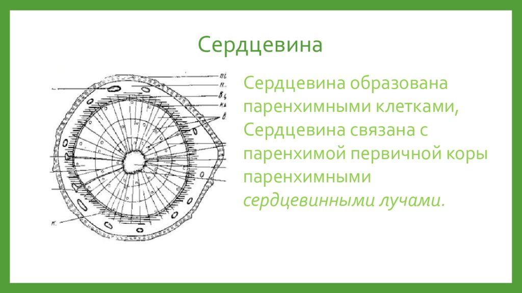 Сердцевина состоит из