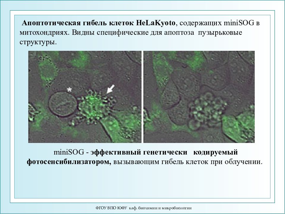 Гибель клеток это. Микробиология и биохимия. Апоптотическую гибель. Пузырчатые структуры. Строение и гибель клеток.