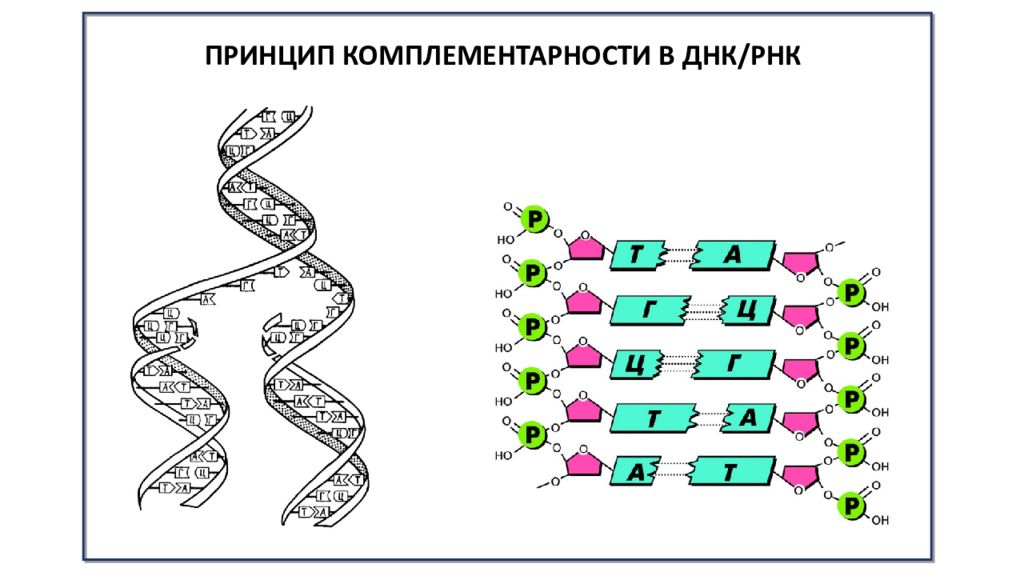 Постройте цепь рнк. Принцип комплементарности ДНК И РНК. Комплементарность нуклеотидов ДНК И РНК. Принцип комплементарности ДНК И ИРНК. Комплементарность ДНК И РНК схема.