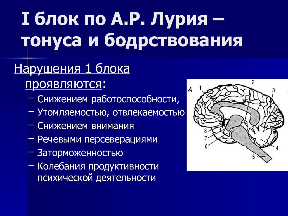 Функциональное взаимодействие основных блоков мозга презентация