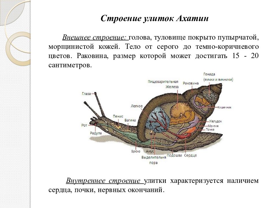 Особенность строения улитки какую функцию она выполняет. Внутреннее строение улитки ахатины. Внешнее строение улитки ахатины. Строение тела улиток ахатин. Улитка ахатина строение тела.