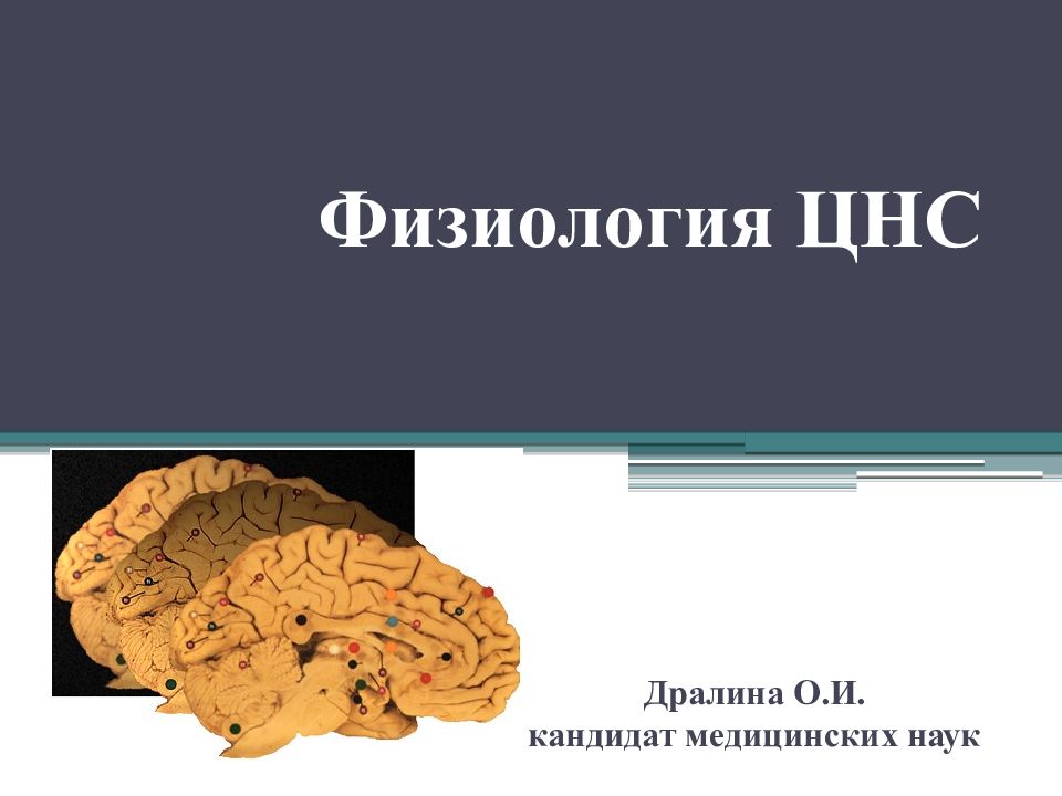 Физиология Нервной Системы Купить