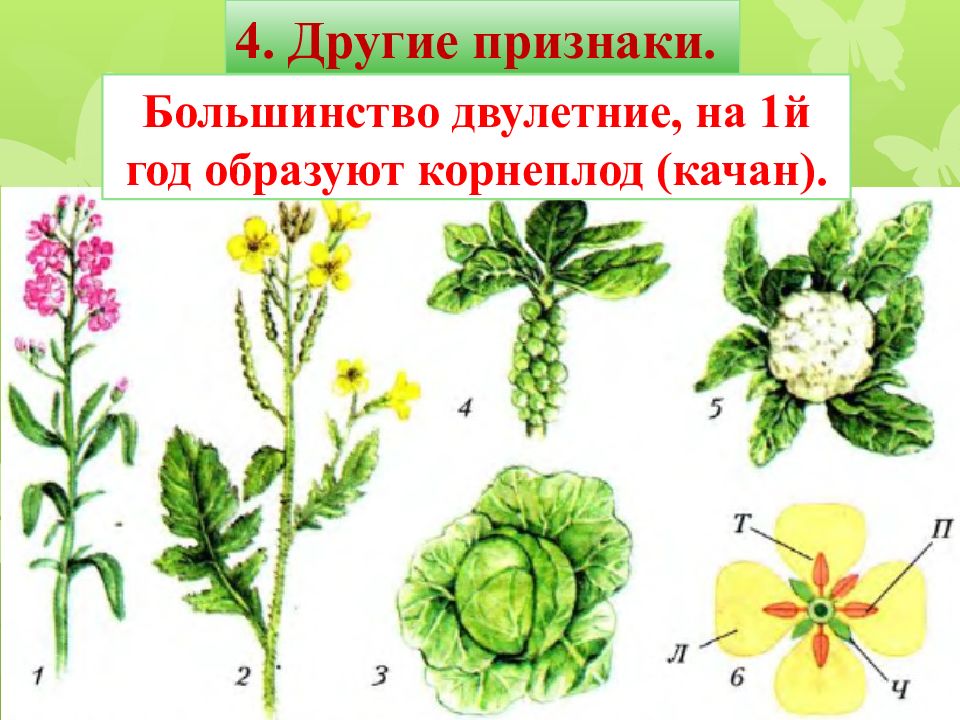 Типы цветков крестоцветных