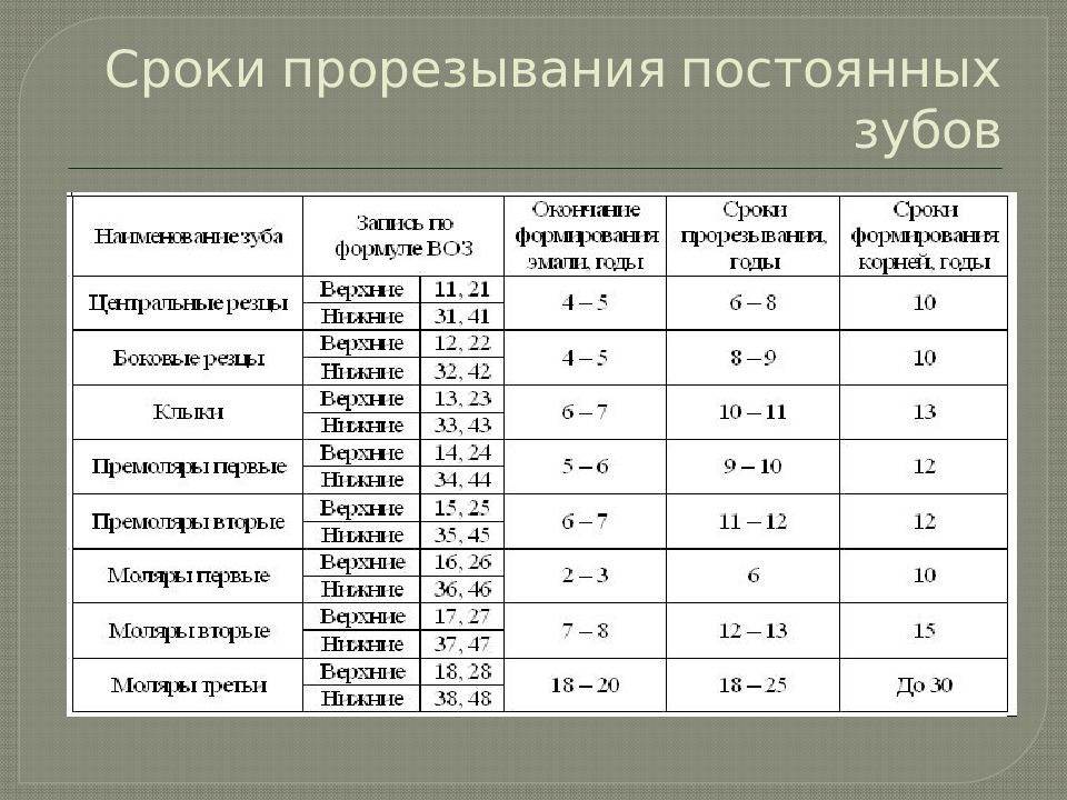 Срок формирования. Сроки формирования корней постоянных зубов у детей. Формирование корней постоянных зубов у детей таблица. Сроки прорезывания коренных зубов у детей таблица. Таблица сроки развития постоянных зубов.