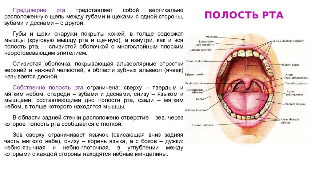 Рак Твердого Неба Фото