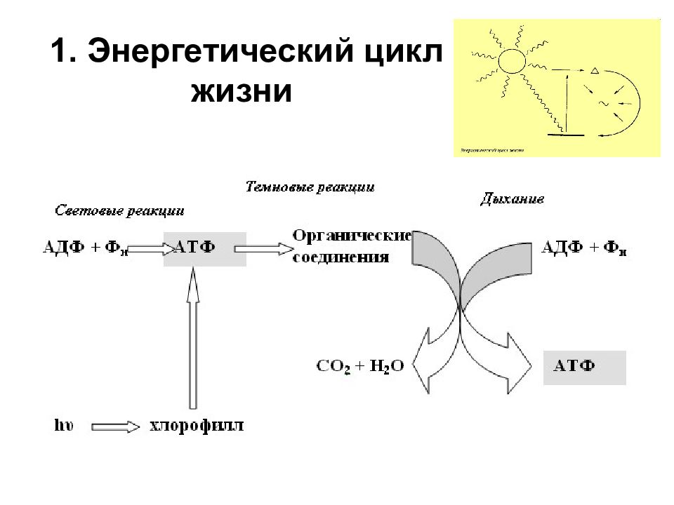 Цикл дыхания растений. Энергетические циклы. Циклы дыхания растений схематично. Графическая структура дыхательный цикл.