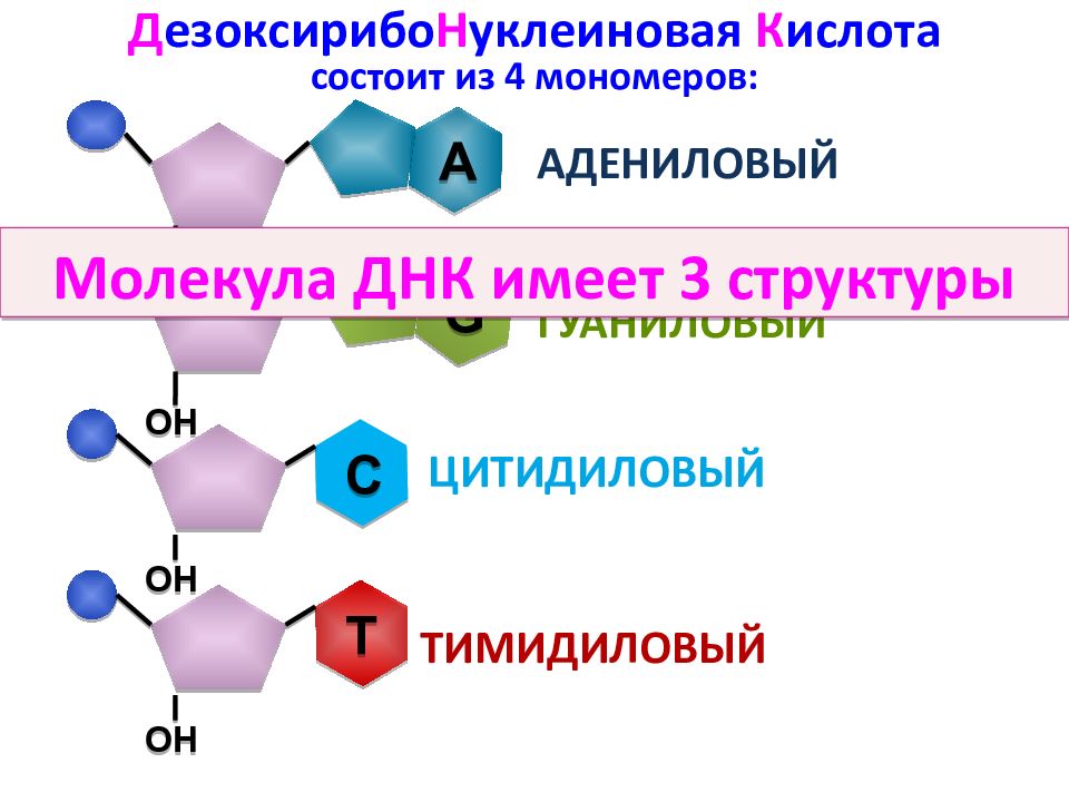 Мономер нуклеиновой кислоты аминокислота