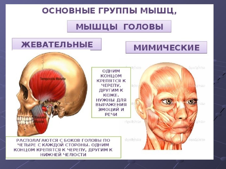 Где Находятся Жевательные Мышцы Лица Фото