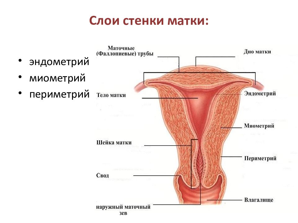 Женская половая система матка. Мышечный слой стенки матки. Строение шейки матки анатомия.