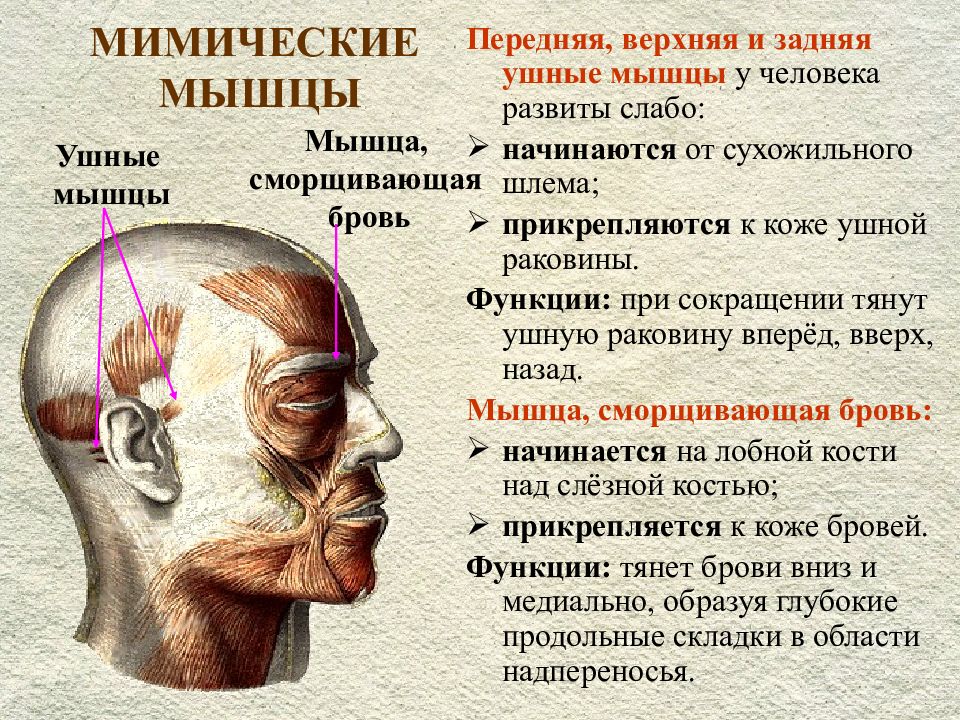 Мимические мышцы презентация