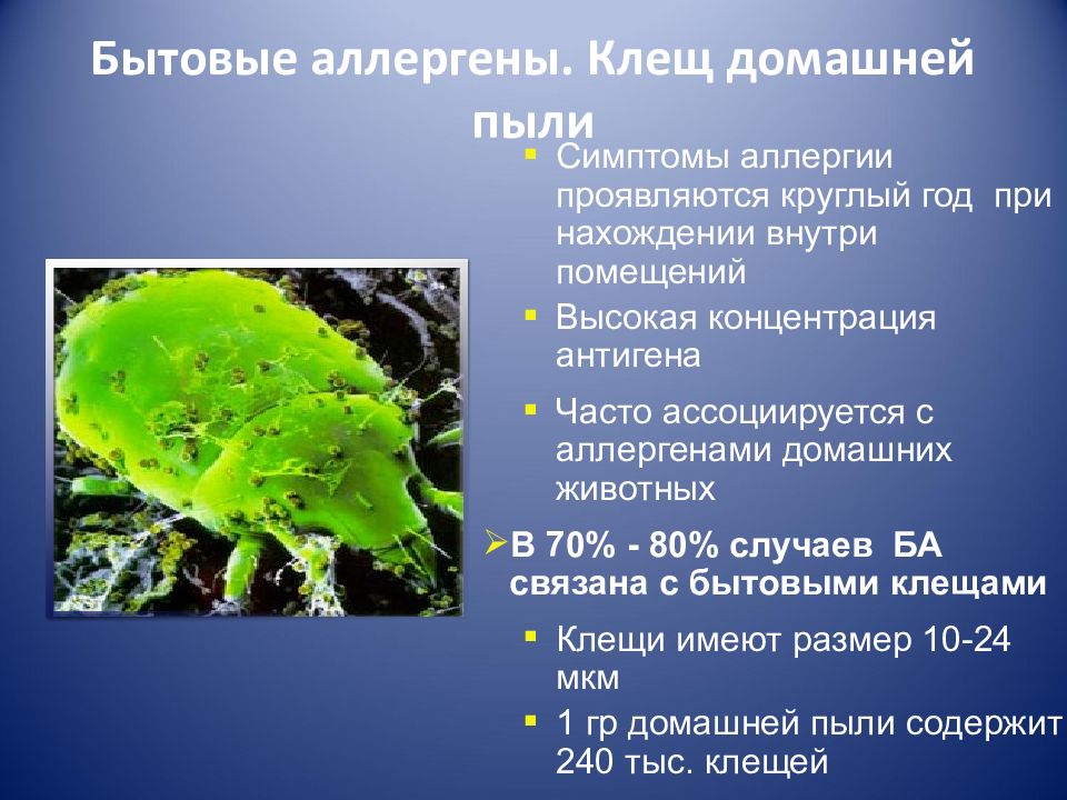 Ige клещ. Клещи домашней пыли. Клещи домашней пыли слайд. Компоненты домашней пыли. Фото состав домашней пыли.