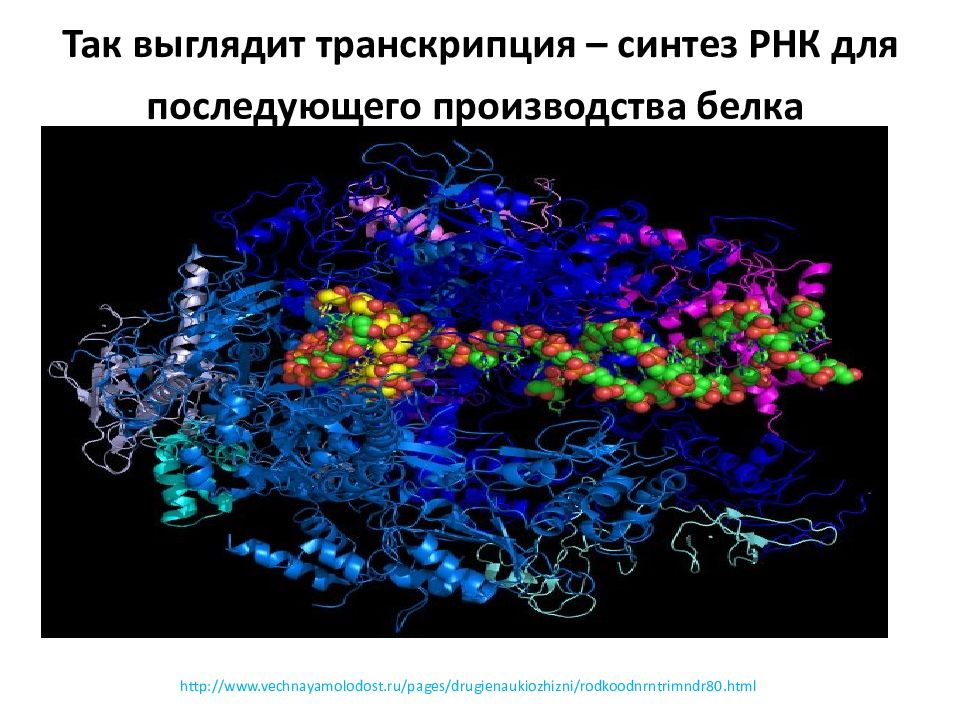 Молекулярные основы наследственности. Молекулярные основы транскрипции. Транскрипция Синтез белка. Транскрипция белка.