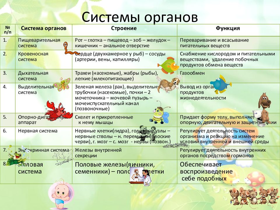 План исследования животного по системам органов