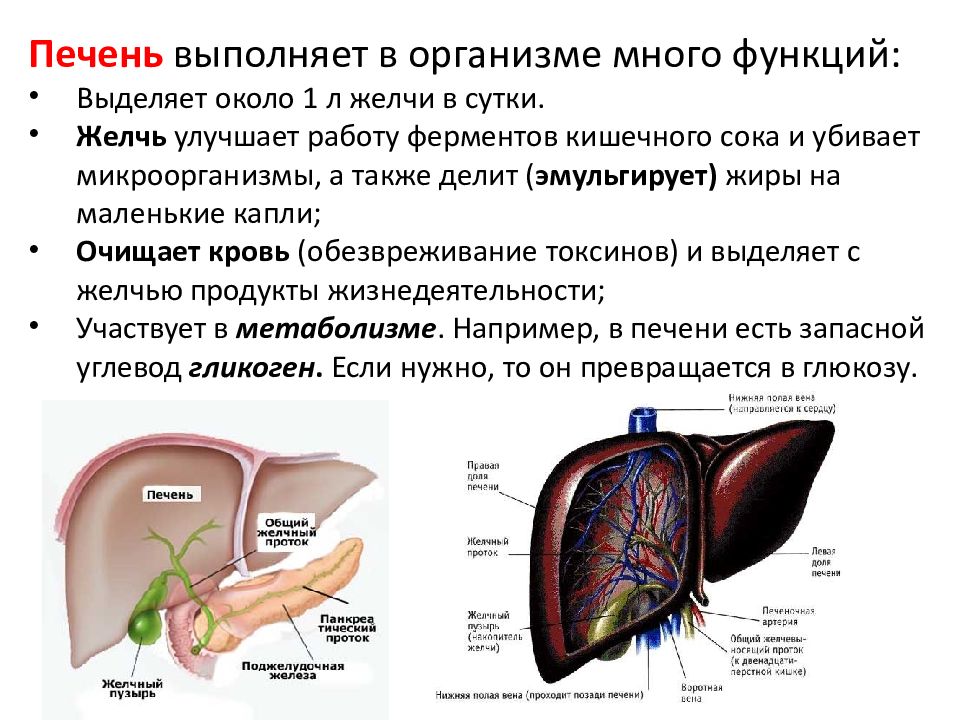 Печень орган в организме. Строение печени и желчного пузыря. Анатомия печень желчный пузырь протоки. Анатомия печеночных протоков печени. Строение печени и желчного пузыря протоки.