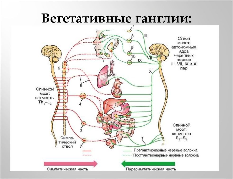 Вегетативная автономная нервная система презентация. Висцеральная система. Медитация вегетативной системы